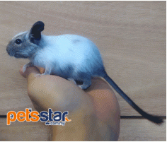 Degu